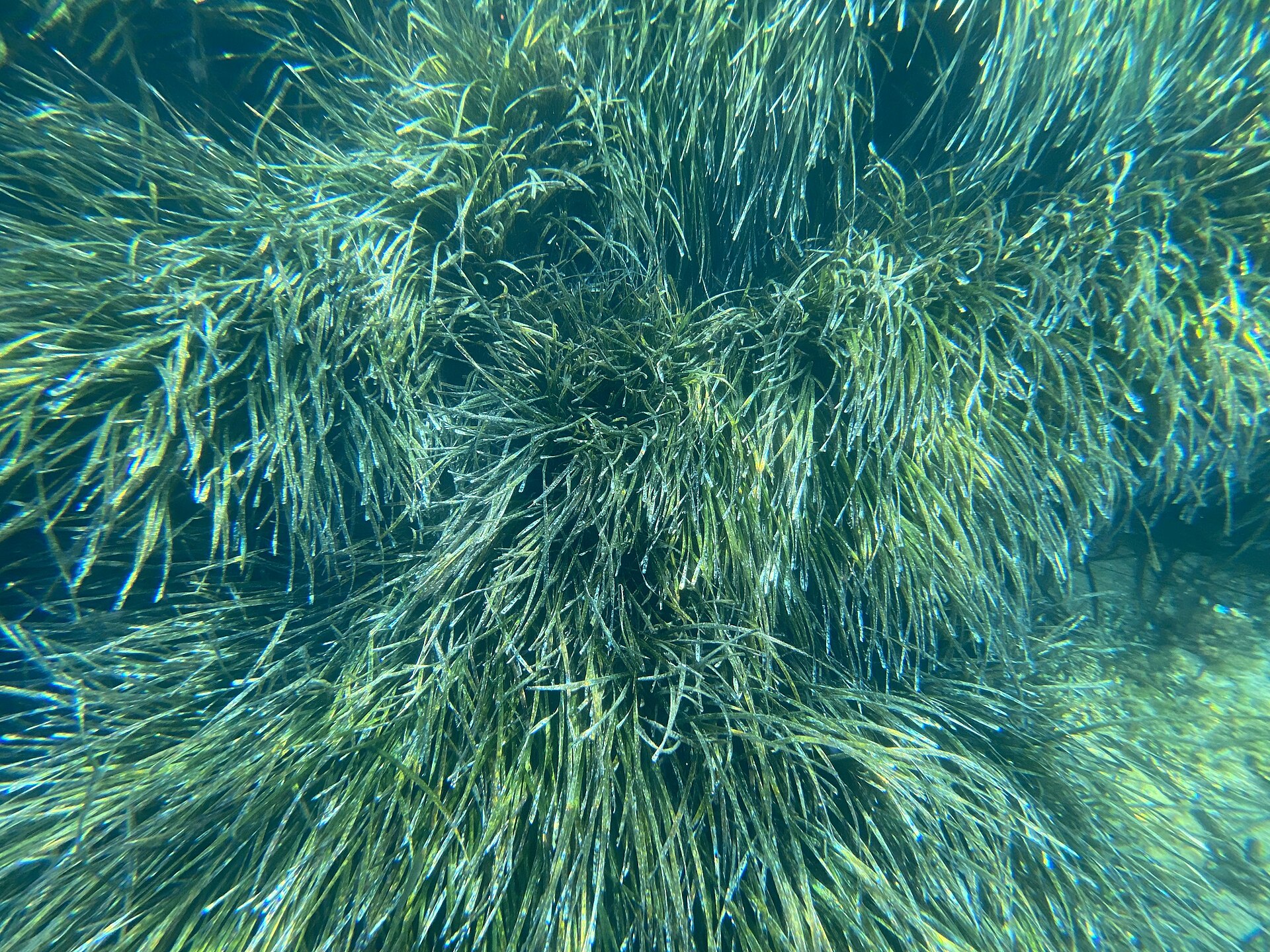 Snorkeller in clear water off Comino, Malta